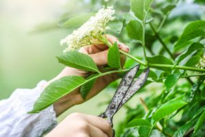 花がら摘み_剪定_毛受四季辺