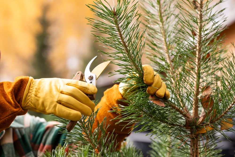 透かし剪定_毛受四季辺
